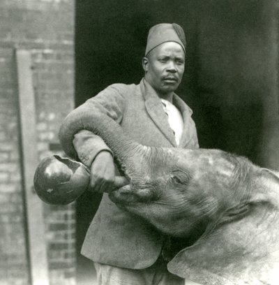 Young African Elephant Kiberenge Being Given a Drink by Darisha, London Zoo, September 1923 by Frederick William Bond